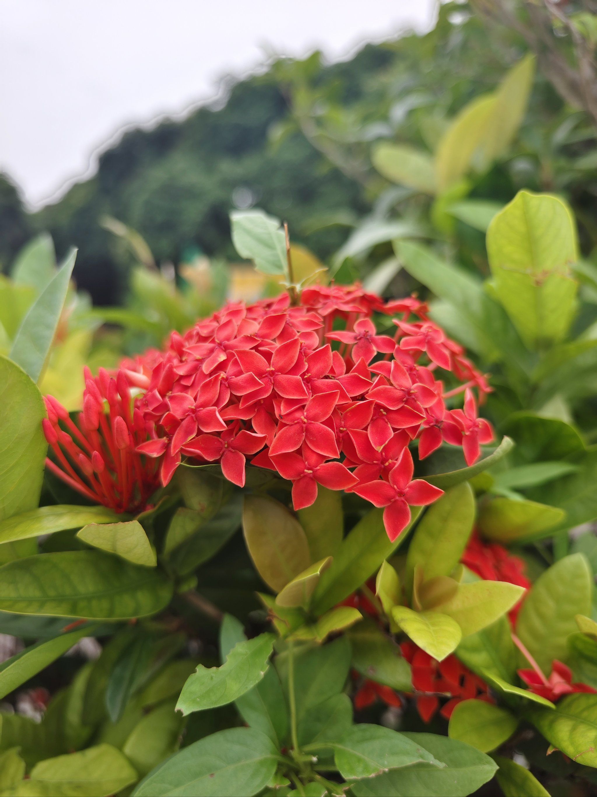 n有红色,粉红色,淡黄色,艳丽极了.