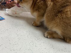 -瑞鹏宠物医院·普外科·影像科·皮肤科(城市山谷分院)