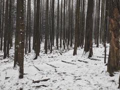 -武陵山森林公园