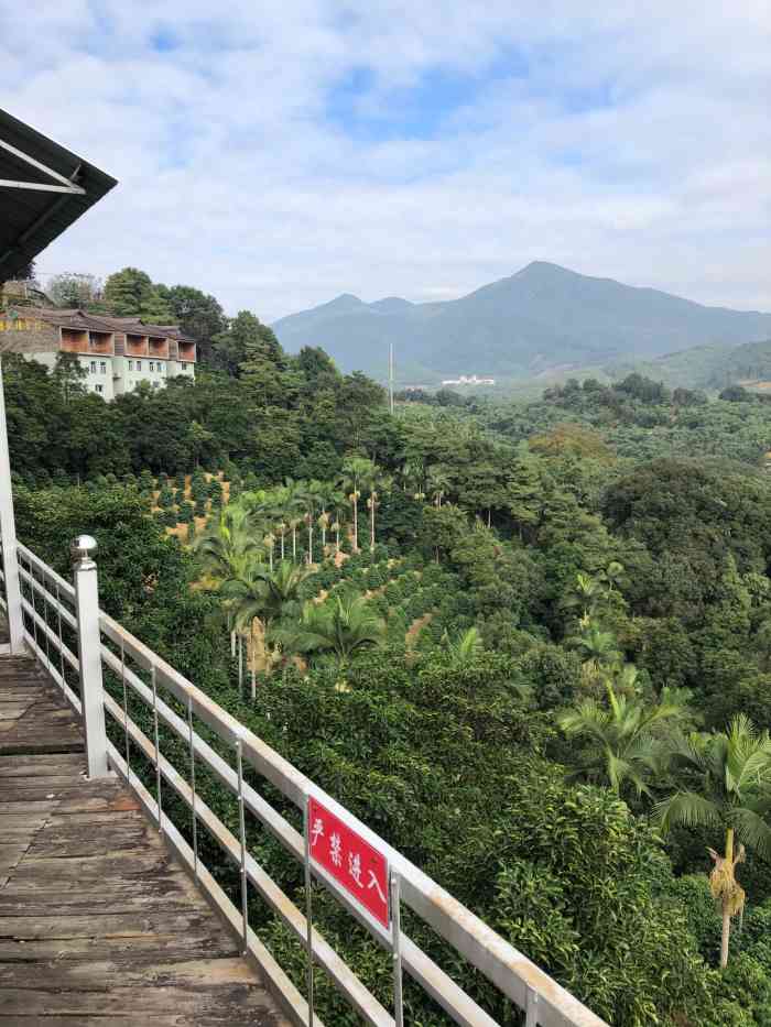 南坑咖啡观赏园-"[亲亲]吃到南靖来啦~ 大晚上的上山去.