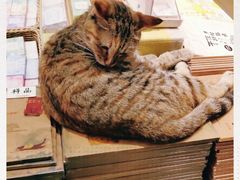 -猫的天空之城概念书店(苏州平江店)