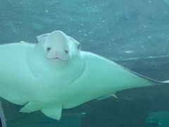 -悉尼海洋生物水族馆