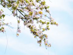 -海棠花溪(元大都城垣遗址公园)