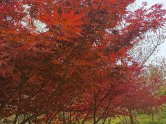 -合肥滨湖国家森林公园