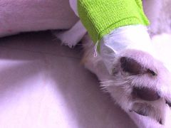 -严国平动物医院(德政总院)