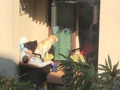 -上海崇明金茂凯悦酒店