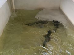 -久宴·天目湖大鱼头(恐龙园店)