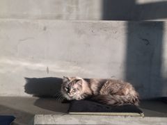 -浣熊柯尔鸭土拨鼠·电玩咖