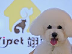 -翊宠yipet猫狗购宠庄园