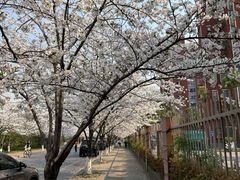 -高东镇樱花园