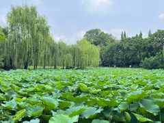-桂湖森林公园