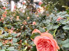 -人民公园(罗湖区)