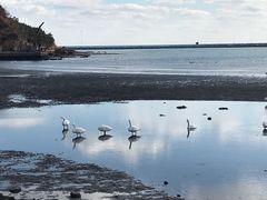 -烟墩角天鹅湖