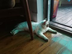 -喵zoo家庭繁育猫舍(尖东智能花园店)