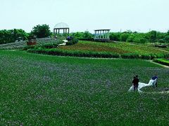 -大塘金香草谷