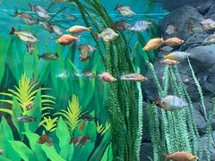 -上海海洋水族馆