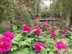 -盛世牡丹苑生态文化旅游区