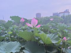 -西海子公园