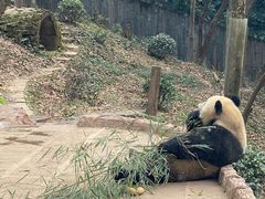 -中国大熊猫保护研究中心雅安碧峰峡基地