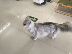 -平行世界·猫咖(首经贸店)