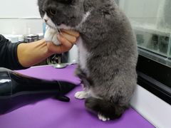 -中农国际动物医院24小时·猫科·骨科·急重症中心