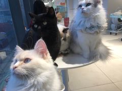 -怪兽屋·羊驼·猫咖·狗咖(俊华广场店)