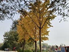 -永定河休闲森林公园