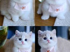 -欣宠猫屋·矮脚拿破仑·蓝金金渐层