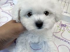 -翊宠yipet猫狗购宠庄园犬舍•猫舍