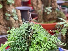 -秦美花卉(天朗·莱茵小城2期店)