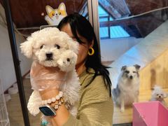 -翊宠yipet猫狗购宠庄园犬舍•猫舍