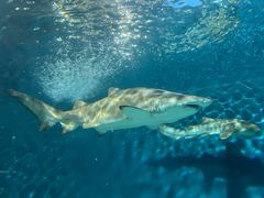 -上海海洋水族馆