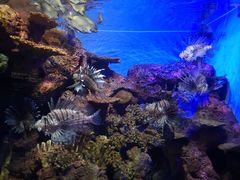 -上海海洋水族馆