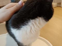 -有喵·猫咖·狗咖·30几只猫10只小狗(岗厦店)