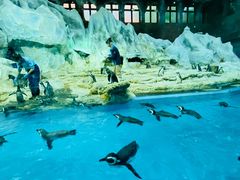 -帝企鹅自助餐厅•儿童岛•真企鹅(长隆企鹅酒店)