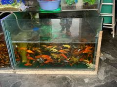 -南汇花鸟市场(上海浦东新花卉店)