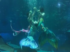 -海合安成都极地海洋公园