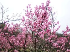-无锡梅园公园