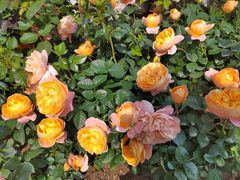 -人民公园(罗湖区)