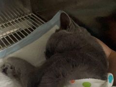 -子乐宠物医院