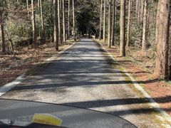 -东平国家森林公园