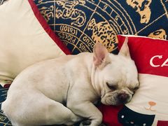 -Meowの猫咖(万家丽店)