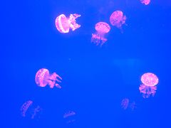 -福州罗源湾海洋世界旅游区