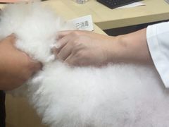 -艾贝尔宠物医院 ·内科全科(梁溪路店)