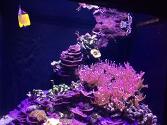 -西雅图水族馆