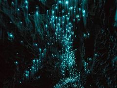 -怀托摩萤火虫洞