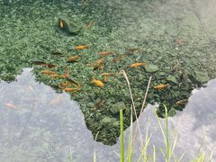 -雁荡山大龙湫景区
