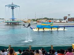 -秦皇岛乐岛海洋王国