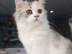 -喵的天空名猫咖啡馆·撸猫·猫舍·用品