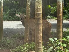 -海南热带野生动植物园